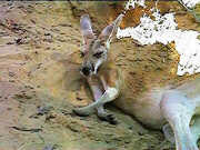Kangaroo