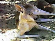 Kangaroo
