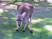 Kangaroo