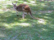 Kangaroo
