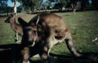 Kangaroo