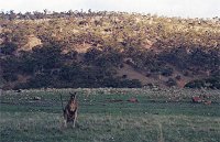 Kangaroo
