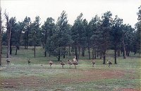 Emu