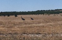 Emu