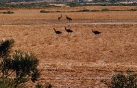 Emu