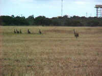Emu