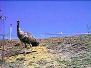 Emu