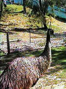 Emu