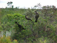 Black cockatoo