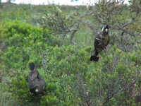 Black cockatoo