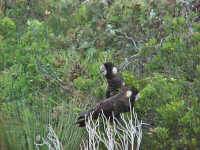 Black cockatoo
