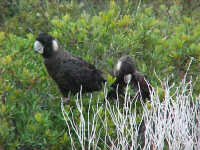 Black cockatoo