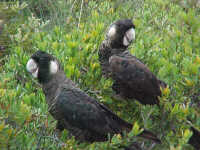 Black cockatoo