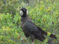 Black cockatoo