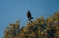 Black cockatoo