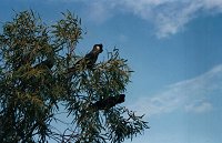 Black cockatoo