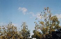 Black cockatoo