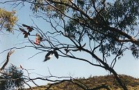 Galahs