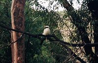 Kookaburra