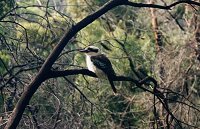 Kookaburra