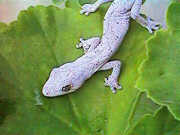 Gecko