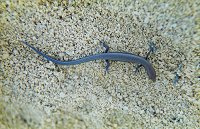 Gecko