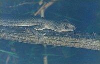 Gecko