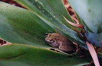 Tree frog
