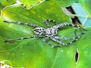 A spider on the leaf