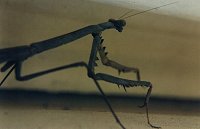 prime mantis