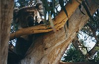 Koala - wildlife park in South Australia