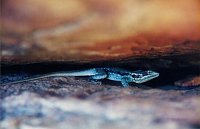A lizard from Wilpena Pound in South Australia