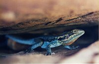A lizard from Wilpena Pound in South Australia