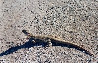 A lizard from Walga Rock