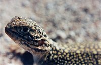 A lizard from Walga Rock
