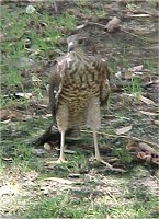 Falcon