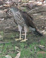Falcon