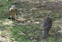 Falcons