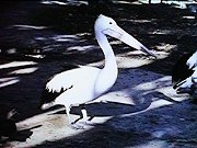 Pelican