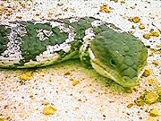 Blue Tongue lizard