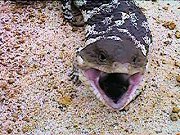 Blue Tongue lizard