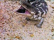 Blue Tongue lizard