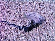 Blue bottle jelly fish (STAY AWAY FROM IT!)