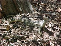 A lizard next to the office
