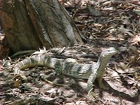 A lizard next to the office
