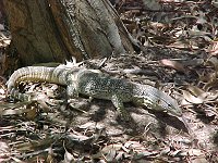 A lizard next to the office