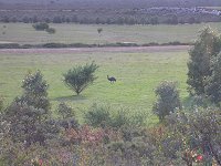 Emu
