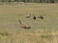 Emu