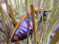A big bug in the garden