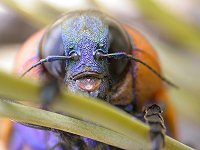 A big bug in the garden